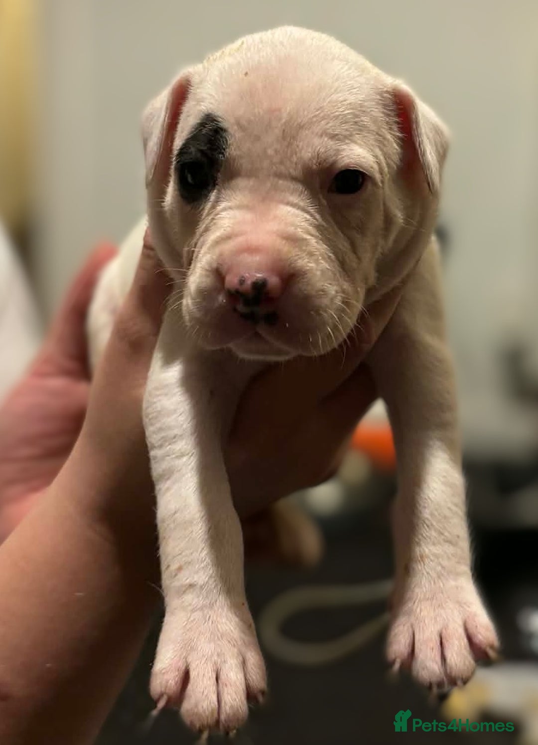 Mixed Breed dogs for sale: Bull cross staffy pups  - Advert 17