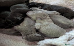 Staffordshire Bull Terrier dogs for sale: Ms/Mister - Image 38