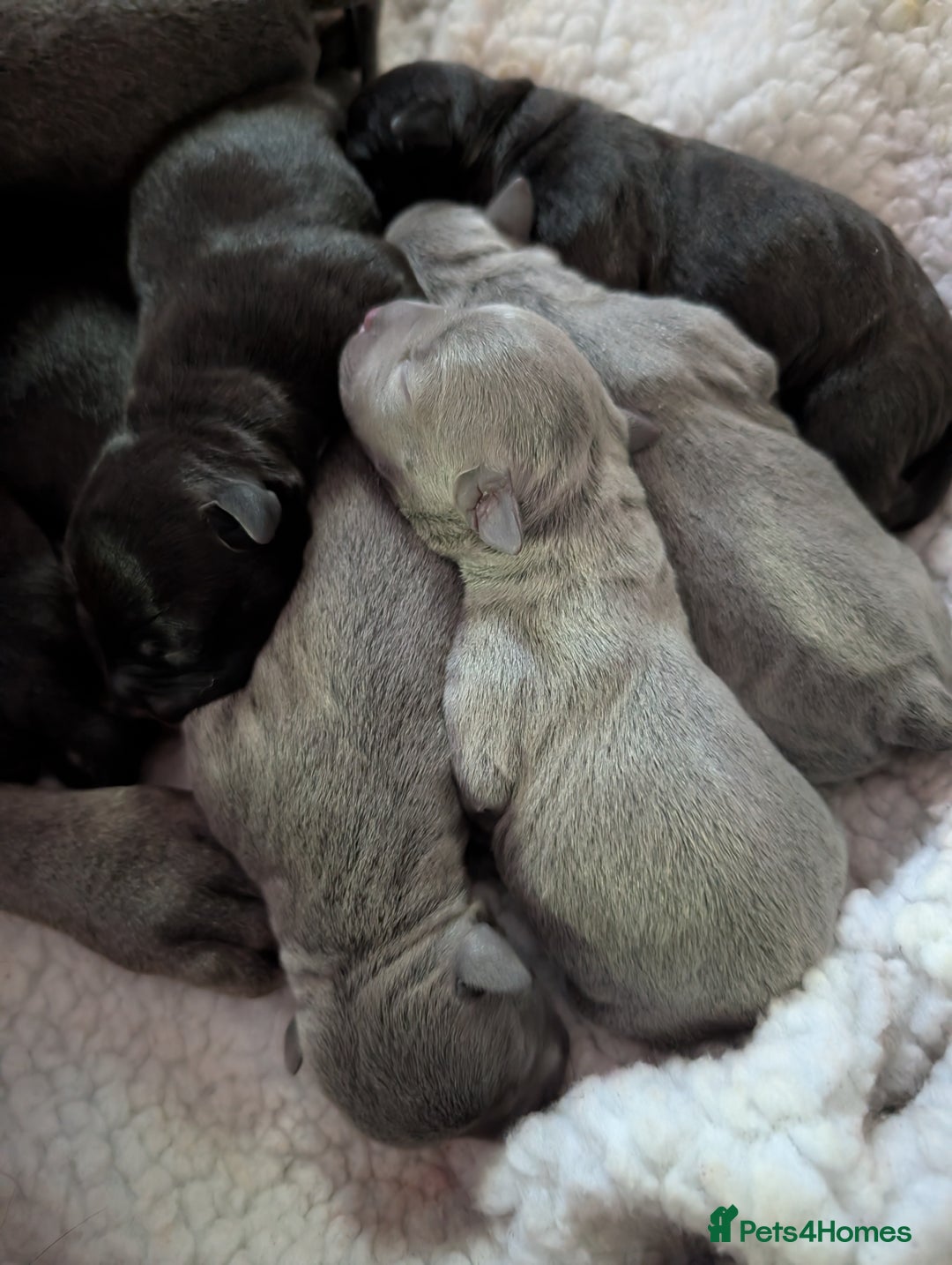 Staffordshire Bull Terrier dogs for sale: Ms/Mister - Image 38