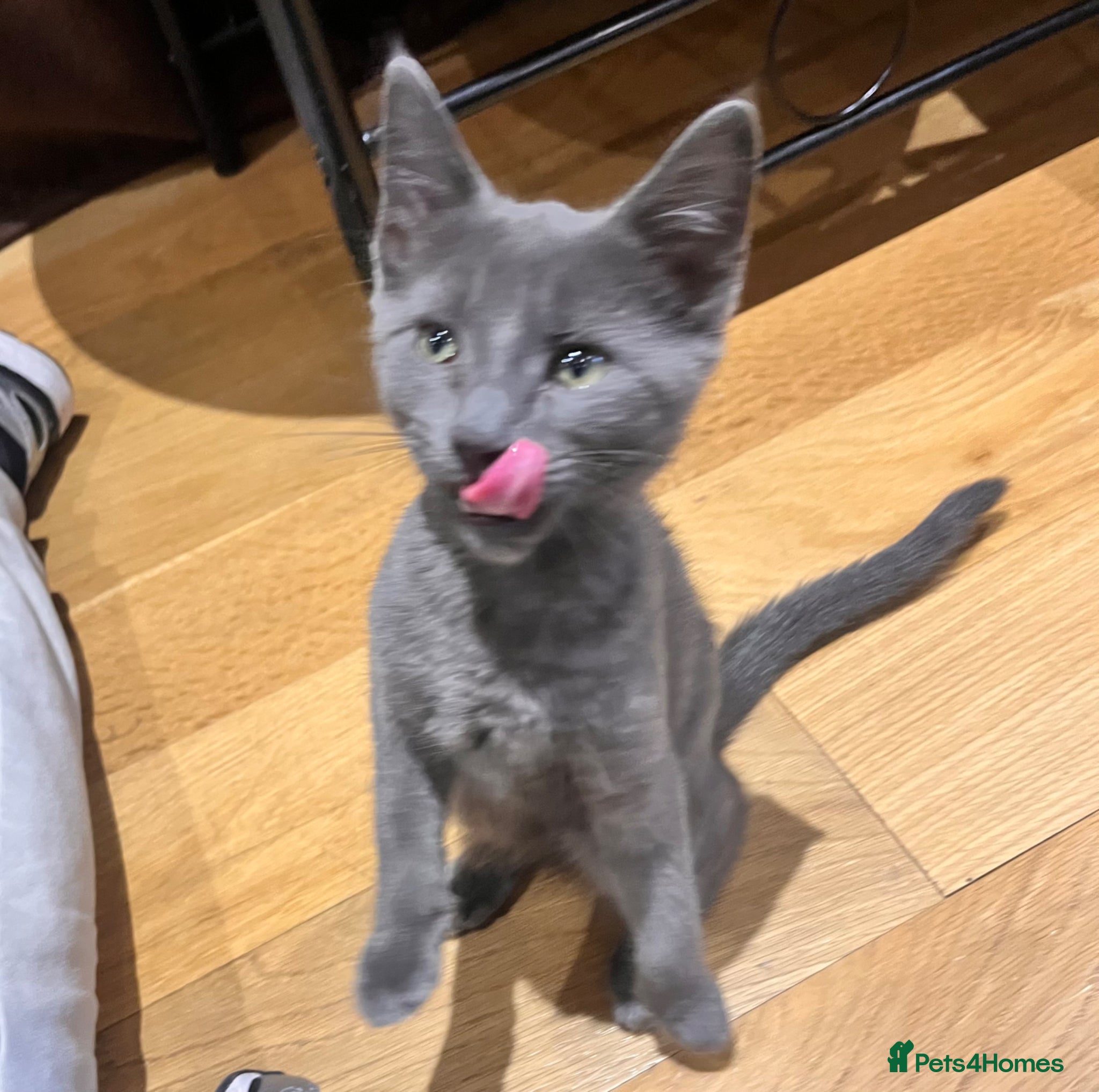 Russian Blue cats Kitten Russian blue x Bengal boy (LAST ONE!!!)💙🔥 - Advert 12