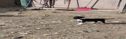 Border Collie dogs for sale: 3 gorgeous puppies looking for there forever home - Advert 6
