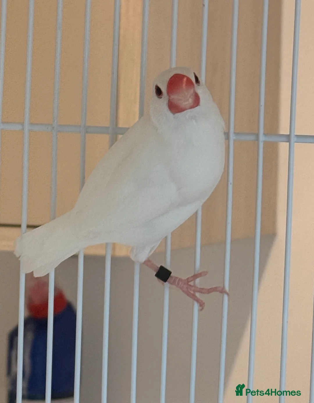 Finches birds for sale: Java sparrows bonded male and female 6 months old  - Advert 3