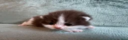 British Shorthair cats for sale: British Shorthair Kittens  - Advert 13