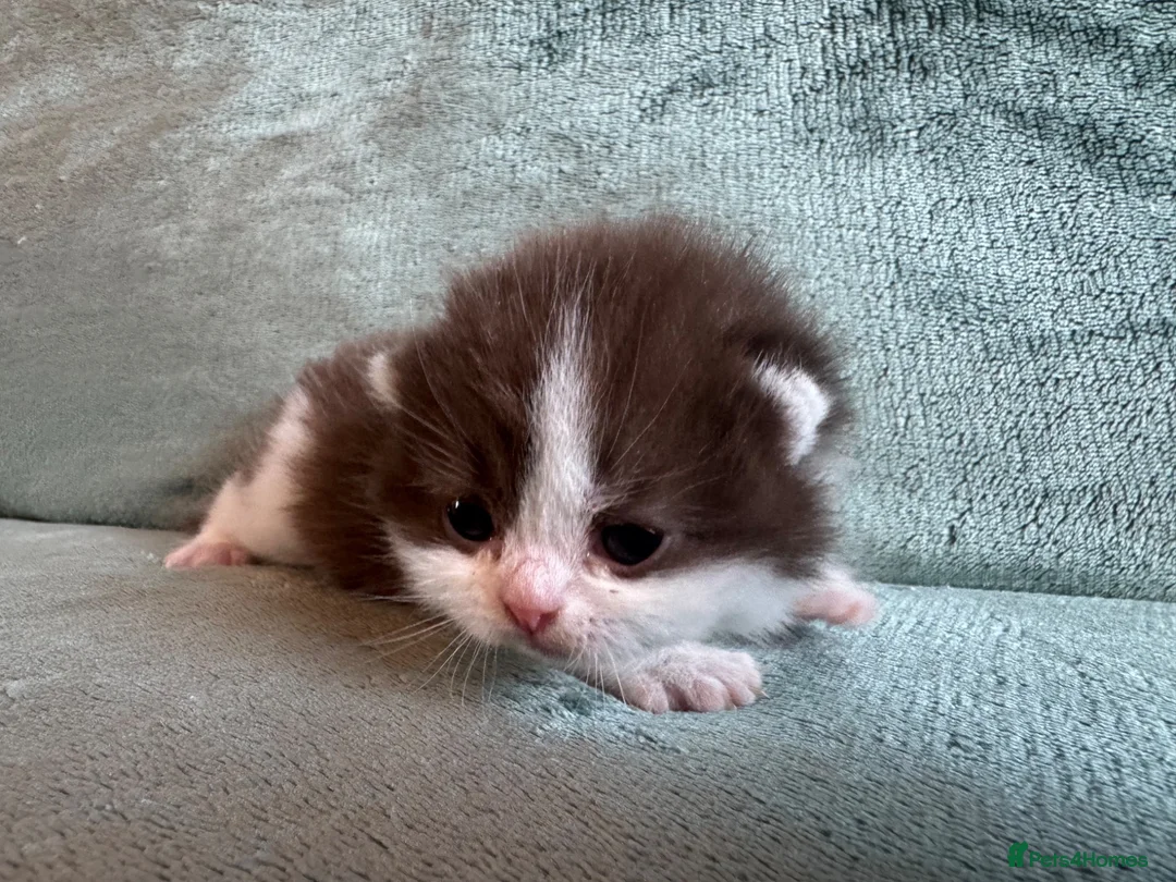 British Shorthair cats for sale: British Shorthair Kittens  - Advert 13