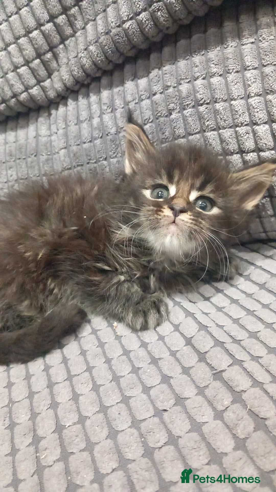 Maine Coon cats for sale: Beautiful Maine Coon kittens  - Advert 11