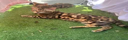 Bengal cats for sale: baby bengal male - Advert 9
