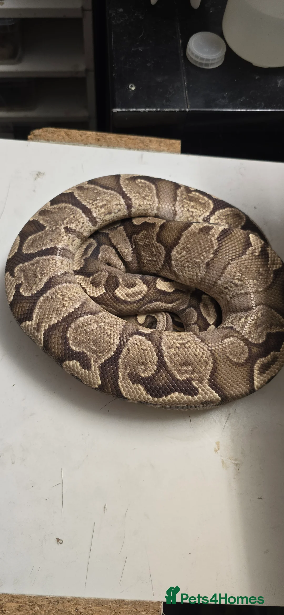 Python Snake reptiles for sale: Various Ball Pythons in Wellingborough - Advert 21