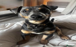 Patterjack dogs for sale: Patterjack and Much wenlock puppies - Image 4