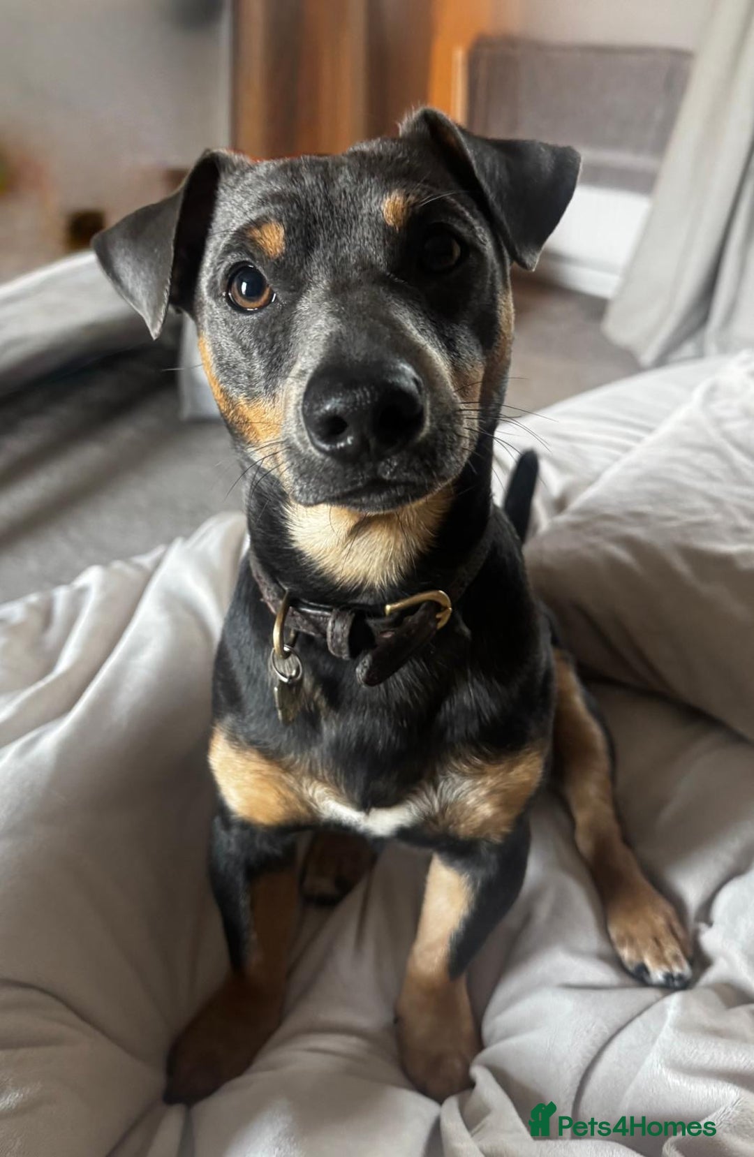 Patterjack dogs for sale: Patterjack and Much wenlock puppies - Image 4