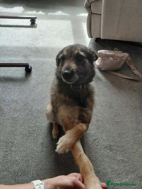 Mixed Breed dogs Meet Penny, currently residing in Staffordshire  - Advert 1