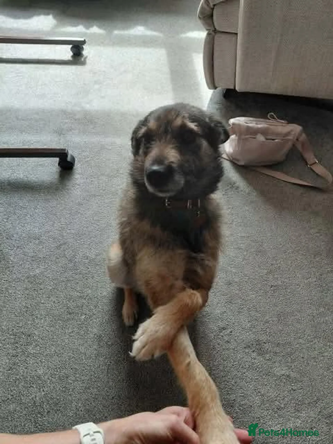 Mixed Breed dogs for adoption: Meet Penny, currently residing in Staffordshire  in Stafford - Advert 1