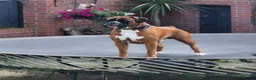 Boxer dogs for sale: 8wk old Boxer Puppy - Advert 7