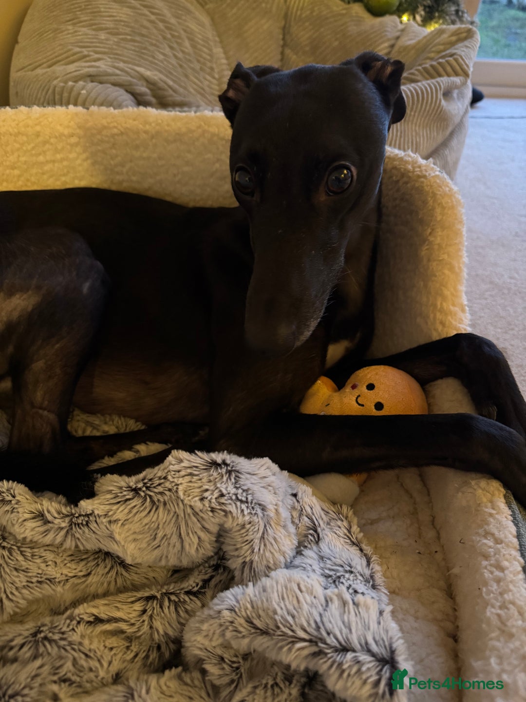 Lurcher dogs for sale: Raven lurcher  - Advert 7