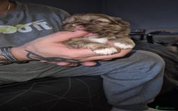 Shih Tzu dogs for sale: Shih Tzu Babies - Advert 4