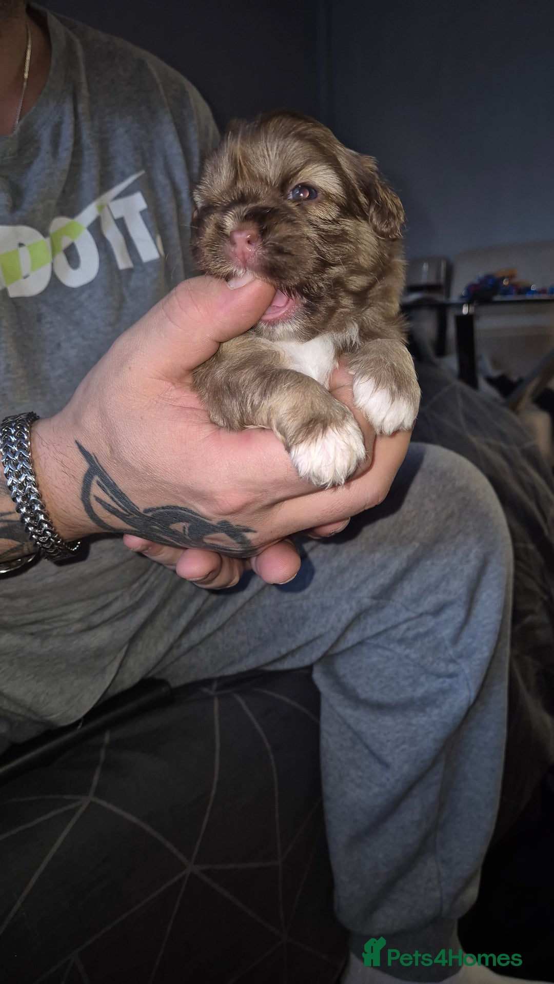 Shih Tzu dogs for sale: Shih Tzu Babies - Advert 4