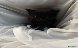 Siberian cats for sale: Beautiful Mixed Kittens-Siberian/Ragdoll/Longhair - Image 13