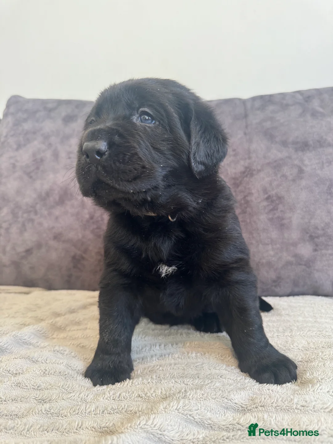 Labrador Retriever dogs for sale: KC Registered Black Chunky Labradors  - Advert 11