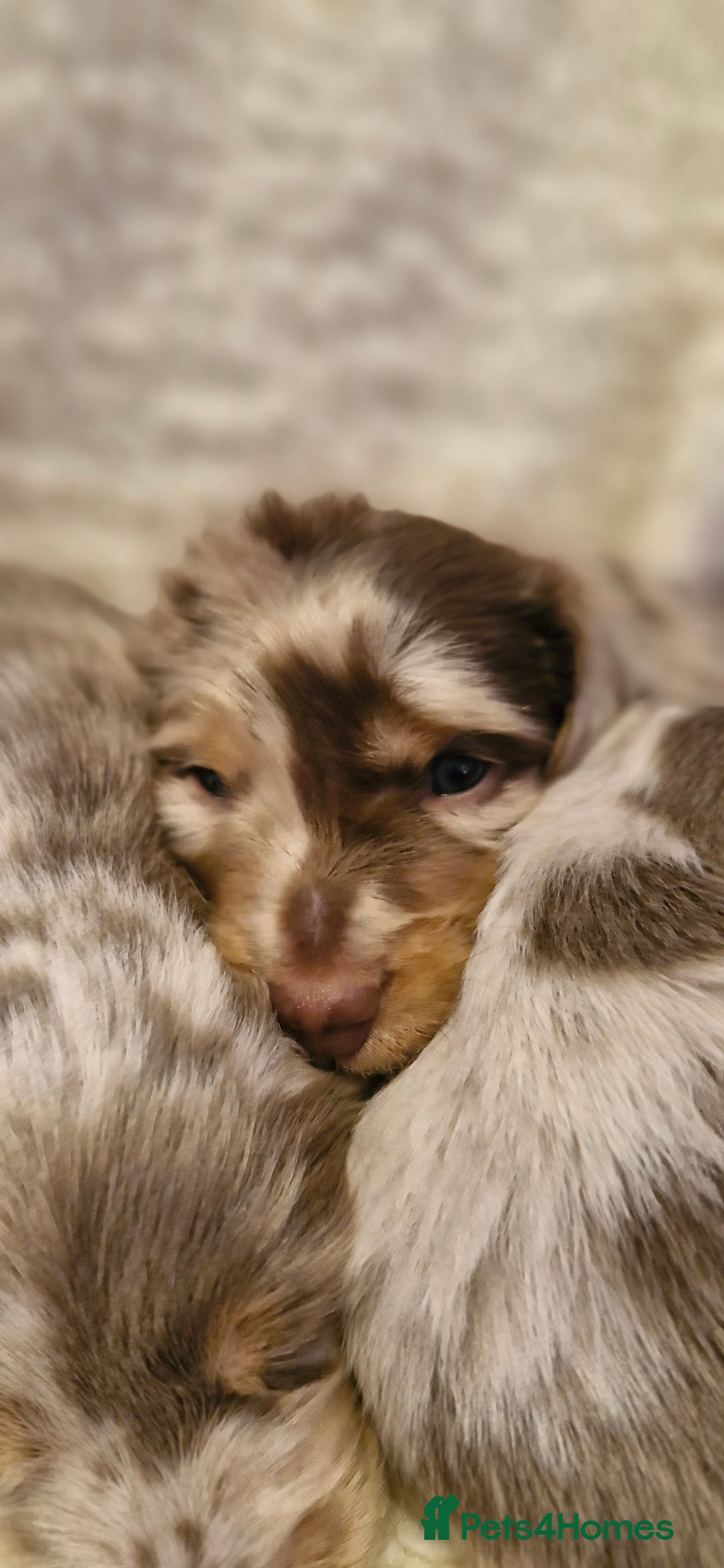 Miniature Dachshund dogs for sale: Longhaired miniature dachshunds  - Image 22