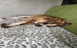 Mixed Breed dogs for sale: Female looking for home - Image 8