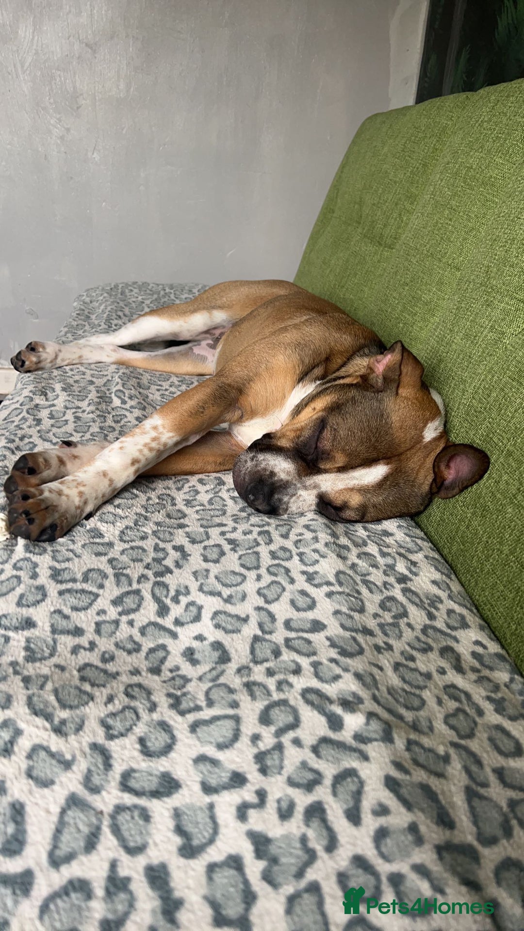 Mixed Breed dogs for sale: Female looking for home - Image 8