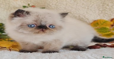 Persian cats - Advert 11