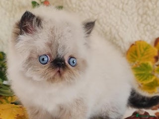 Persian cats - Advert 5