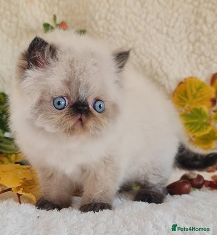 Persian cats - Advert 4