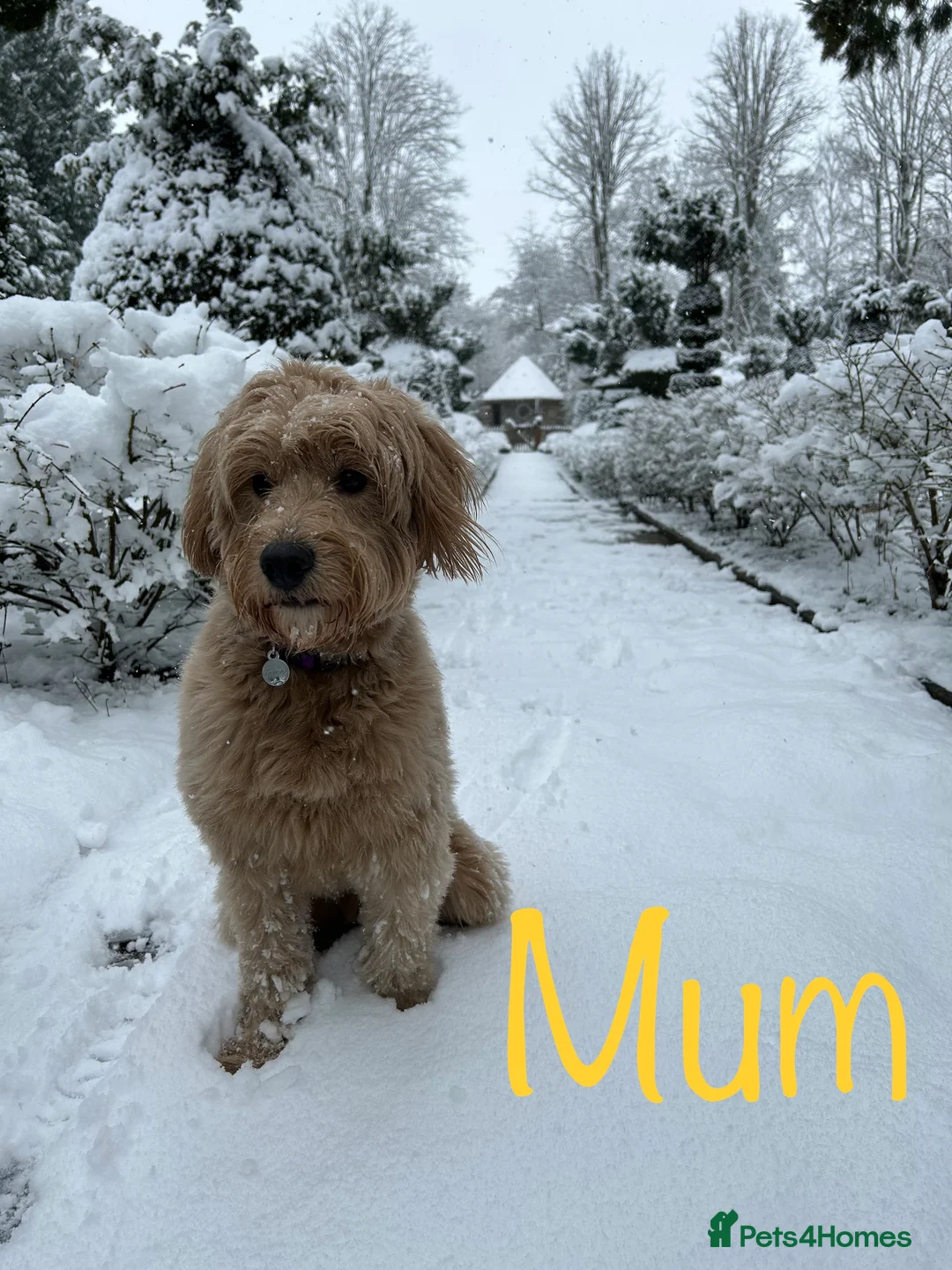 Mini Goldendoodle dogs for sale: 5★Miniature Goldendoodle Puppies-Waiting List Open - Advert 3