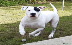 American Bulldog dogs for sale: Sweet boy - Image 1