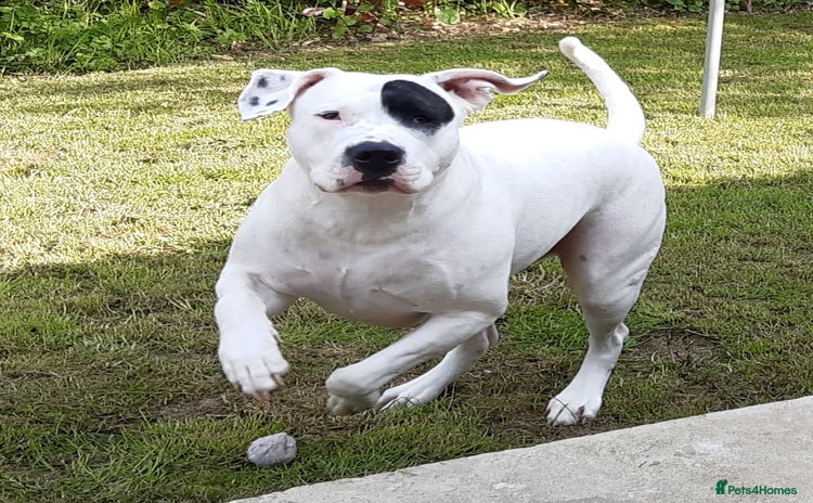 American Bulldog dogs - Advert 1