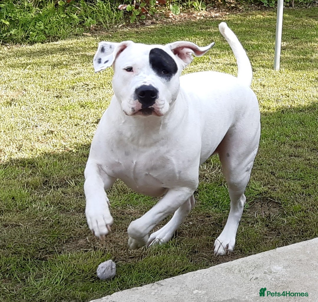 American Bulldog dogs for sale: Sweet boy - Image 1