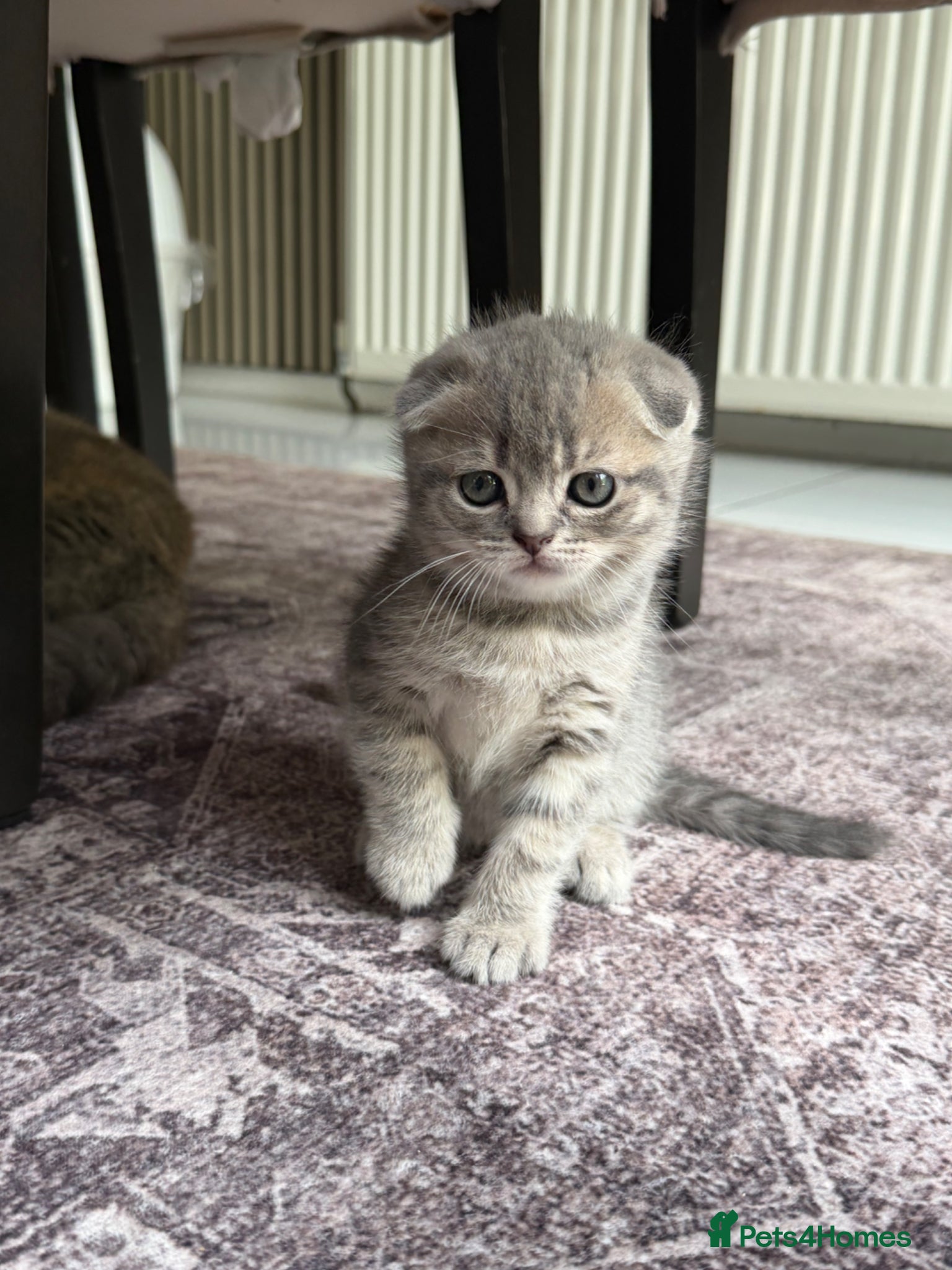 Scottish Fold Kitten 4