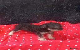 Schnoodle dogs for sale: Schoodle pup for sale - Image 3