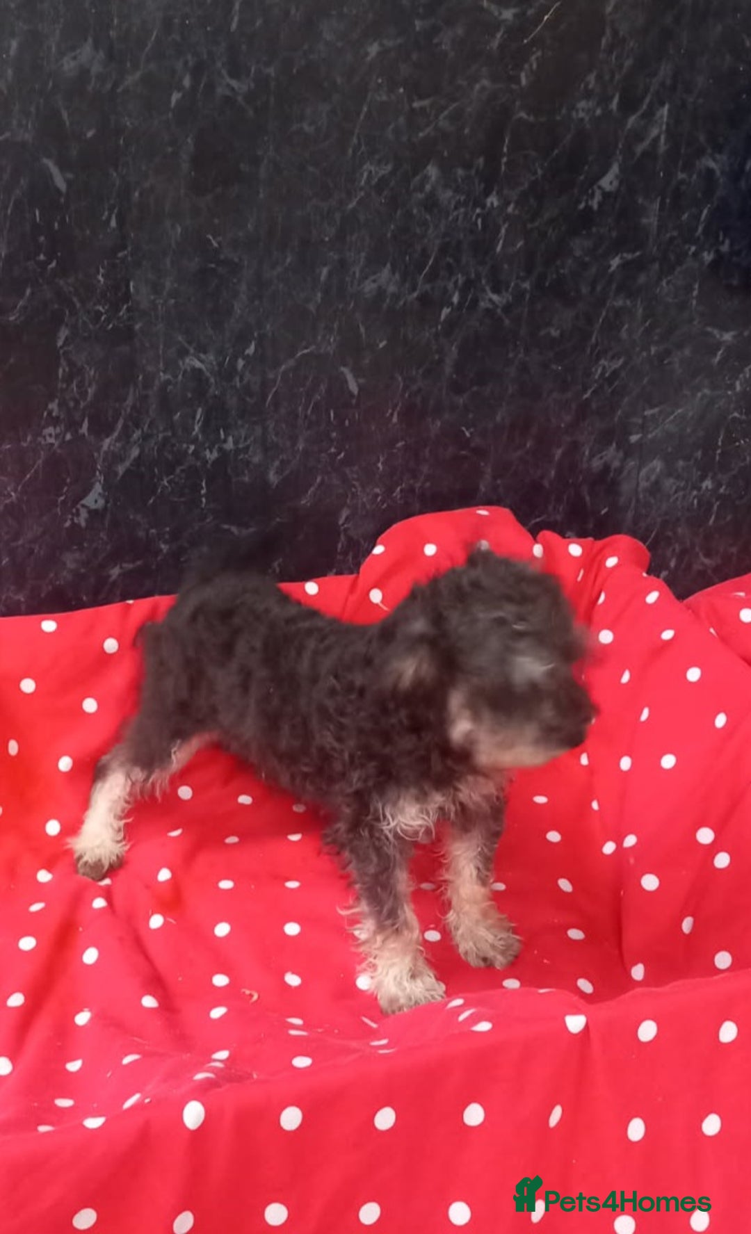 Schnoodle dogs for sale: Schoodle pup for sale - Image 3