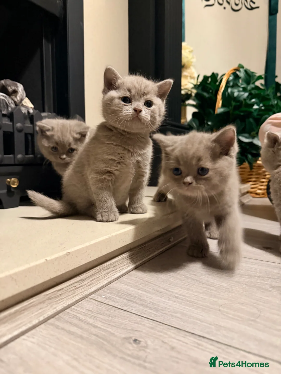 British Shorthair cats for sale: MOTHER FOR SALE  - Advert 2