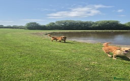 Golden Retriever dogs for sale: KC GOLDEN RETRIEVER PUPPIES, HEALTH SCORED PARENTS - Advert 2