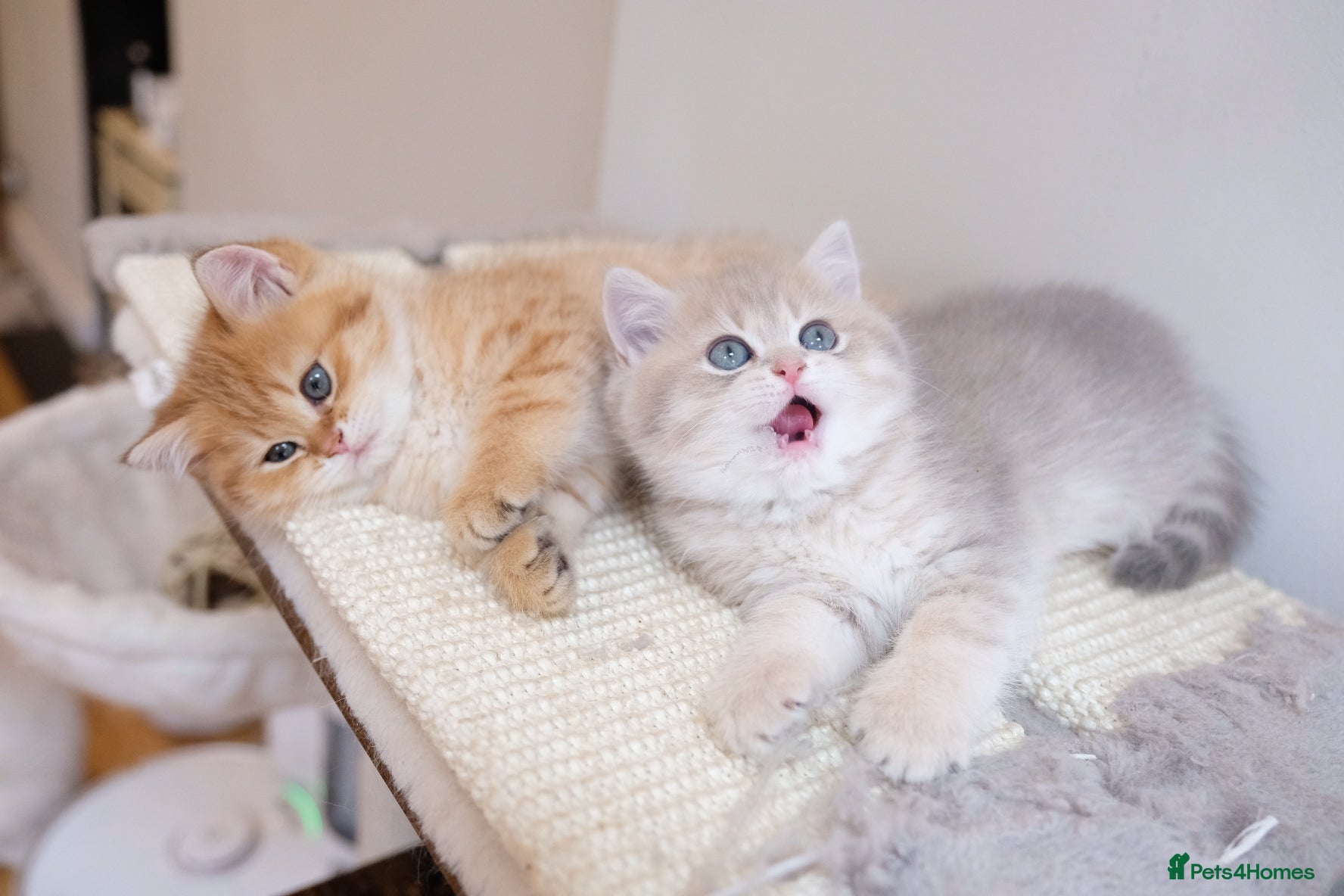 British Shorthair cats Adorable pedigree GOLDEN shorthair TICA registered - Advert 1