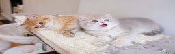 British Shorthair cats for sale: Adorable pedigree GOLDEN shorthair TICA registered - Advert 1