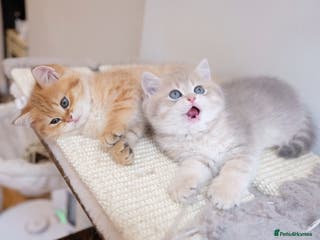 British Shorthair cats Adorable pedigree GOLDEN shorthair TICA registered - Advert 1
