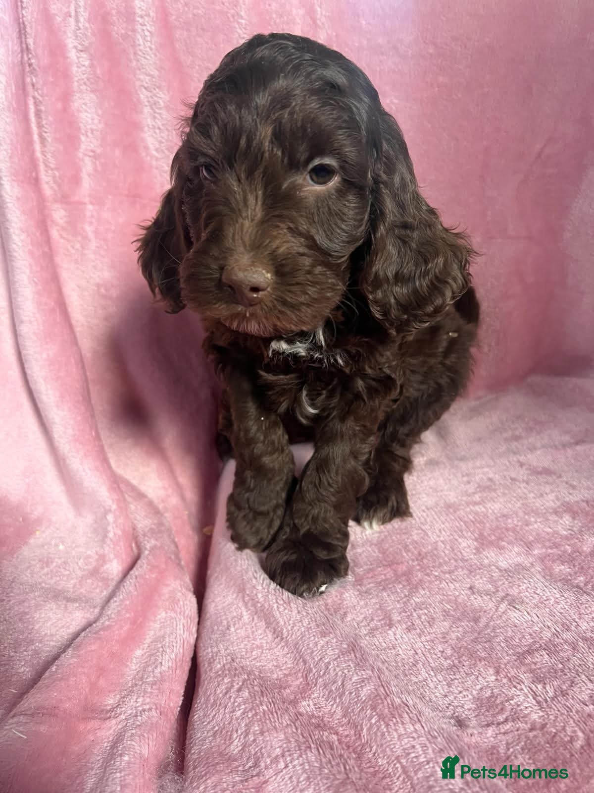 Cockapoo dogs  Gorgeous Cockapoo puppies - Advert 4