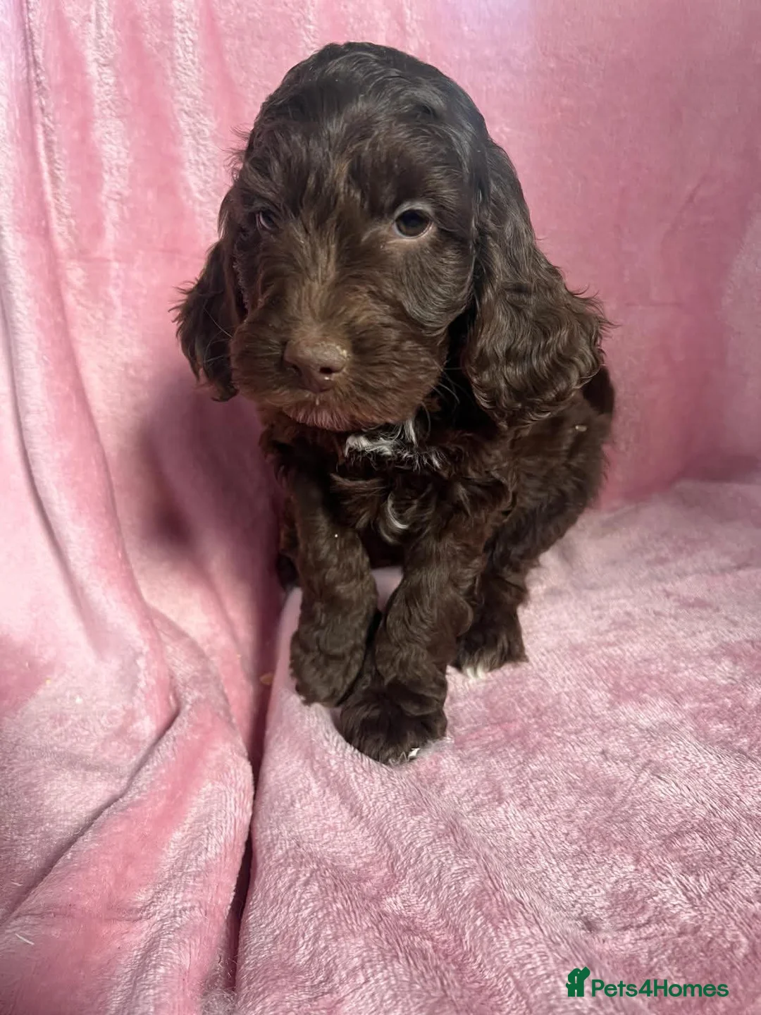 Cockapoo dogs for sale:  Gorgeous Cockapoo puppies - Advert 1