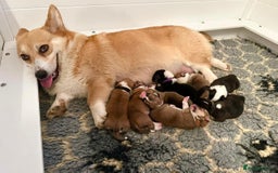 Welsh Corgi Pembroke dogs for sale: KC Pembroke Welsh Corgi boys - Image 3