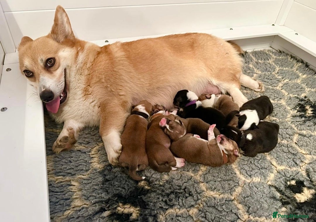 Welsh Corgi Pembroke dogs for sale: KC Pembroke Welsh Corgi boys - Image 3