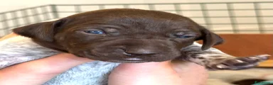 Dobby