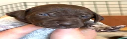 German Shorthaired Pointer dogs for sale: 🐾Last Boy Available! KC Registered GSP Puppy - Advert 16