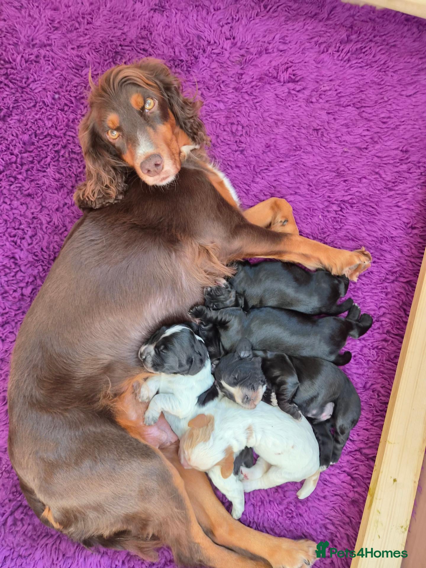 Cocker Spaniel dogs Beautiful litter of working cocker puppies - Advert 6