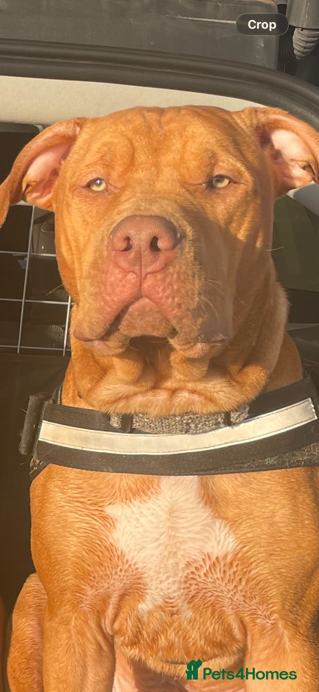 American Bull Staffy dogs for sale: Tyson is looking for a new home  - Advert 3