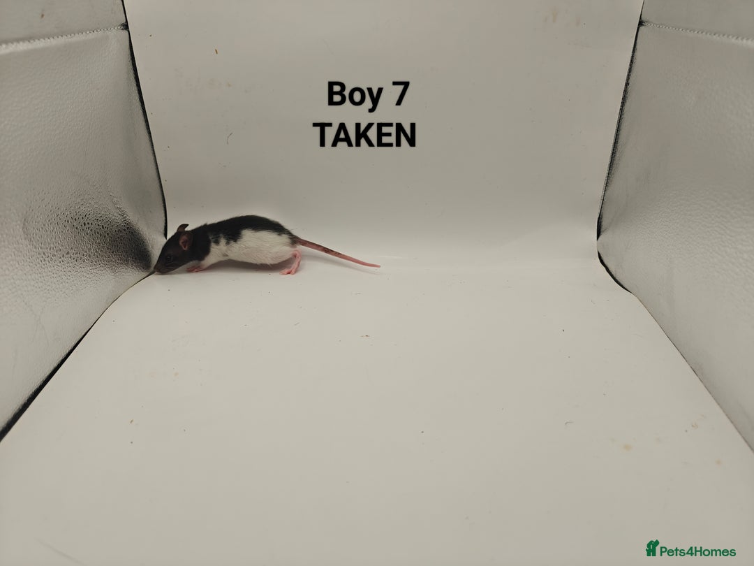 Rat rodents for sale: DEC: 24 Rats (5 Rats: 3 Boys & 2 Girls Left) - Advert 7