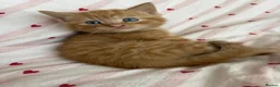 Mixed Breed cats for sale: Beautiful kittens for sale  in York - Advert 2