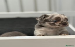 French Bulldog dogs for sale: French bulldog payment plans available  - Image 9